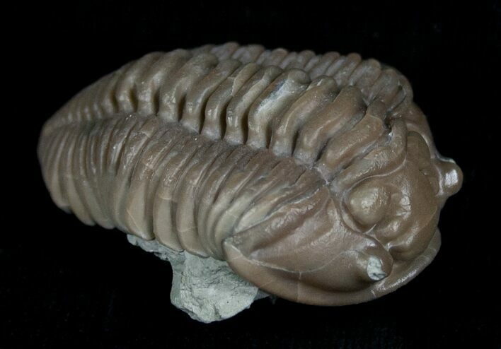 Flexicalymene Trilobite From Indiana #5528
